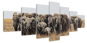 Stádo slonov - obraz (Obraz 210x100cm)