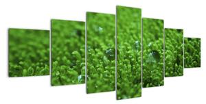 Detail trávy - obraz (Obraz 210x100cm)