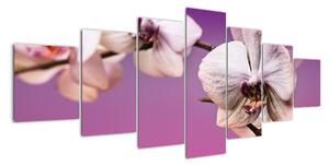 Moderné obrazy - orchidea (Obraz 210x100cm)