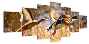 Letiaci kačice - obraz (Obraz 210x100cm)