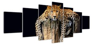 Leopard, obraz (Obraz 210x100cm)