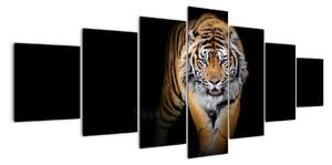 Tiger, obraz (Obraz 210x100cm)