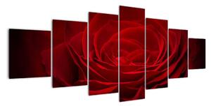 Makro ruža - obraz (Obraz 210x100cm)