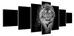 Čiernobiely lev - obraz (Obraz 210x100cm)