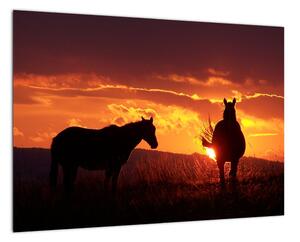 Obraz - kone pri západe slnka (Obraz 60x40cm)