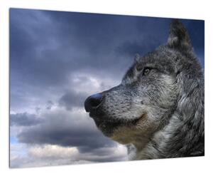 Obraz vlka (Obraz 60x40cm)
