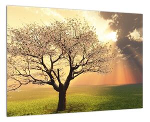 Obraz prírody - strom (Obraz 60x40cm)