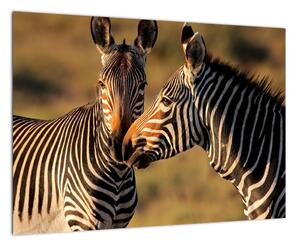 Obraz - zebry (Obraz 60x40cm)