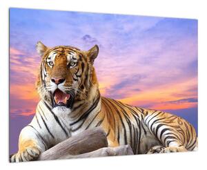 Obraz ležiaceho tigra (Obraz 60x40cm)