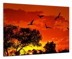 Obraz zapadajúceho slnka s vtákmi (Obraz 60x40cm)