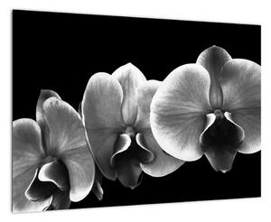 Čiernobiely obraz - orchidea (Obraz 60x40cm)