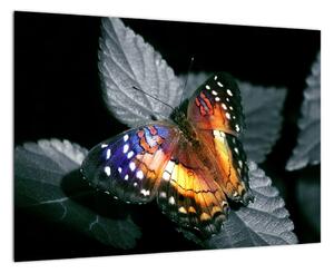 Motýľ na liste - obraz (Obraz 60x40cm)