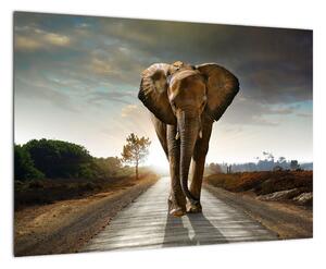 Obraz kráčajúceho slona (Obraz 60x40cm)