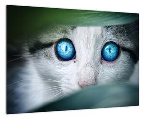 Obraz mačky, žiarivé oči (Obraz 60x40cm)