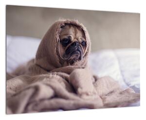 Obraz - pes v deke (Obraz 60x40cm)