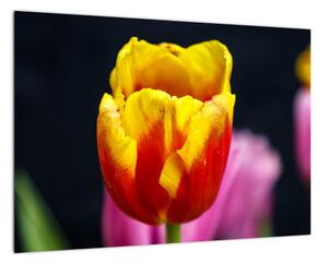 Obraz tulipánu (Obraz 60x40cm)