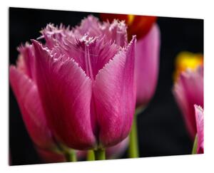 Tulipány - obrazy (Obraz 60x40cm)