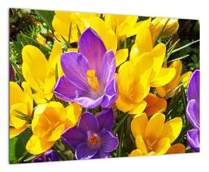 Obraz kvety (Obraz 60x40cm)