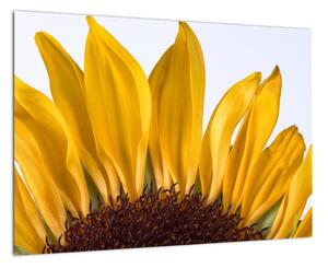 Obraz kvetu slnečnice (Obraz 60x40cm)