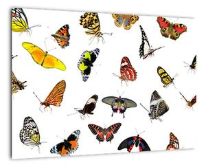 Obrazy motýľov (Obraz 60x40cm)
