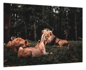 Obrazy - levy v lese (Obraz 60x40cm)