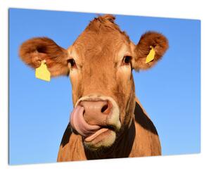 Obraz kravy (Obraz 60x40cm)