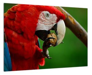 Obraz papagája (Obraz 60x40cm)