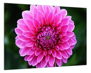 Obraz ružového kvetu (Obraz 60x40cm)