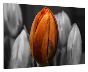 Oranžový tulipán medzi čiernobielymi - obraz (Obraz 60x40cm)