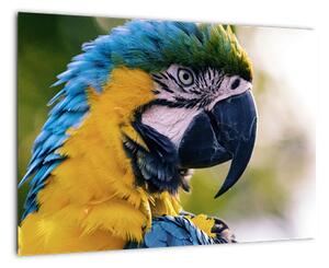 Obraz - papagáj (Obraz 60x40cm)