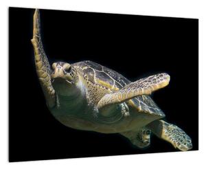 Obraz plávajúce korytnačky (Obraz 60x40cm)