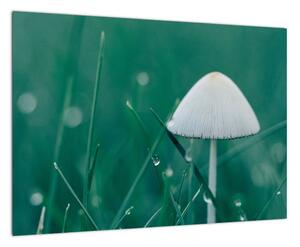 Obraz huby v tráve (Obraz 60x40cm)