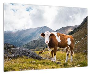 Obraz kravy na lúke (Obraz 60x40cm)