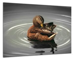 Obraz - kačice vo vode (Obraz 60x40cm)
