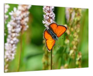 Moderný obraz motýľa na lúke (Obraz 60x40cm)