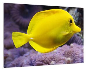Obraz - žlté ryby (Obraz 60x40cm)