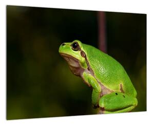 Obraz žaby (Obraz 60x40cm)