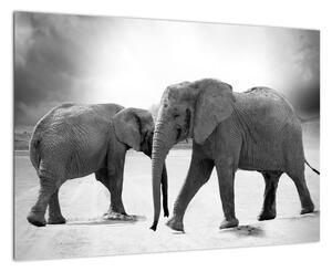 Obraz - slony (Obraz 60x40cm)
