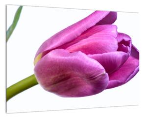 Obraz ružového tulipánu (Obraz 60x40cm)