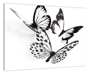 Obraz motýľov (Obraz 60x40cm)