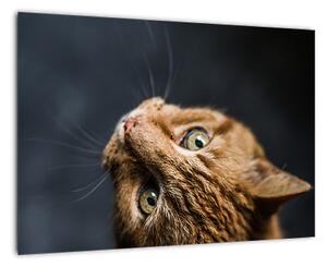 Moderný obraz - mačky (Obraz 60x40cm)