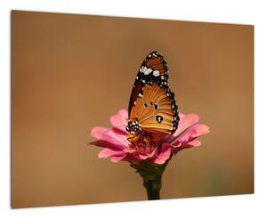 Obraz motýľa (Obraz 60x40cm)