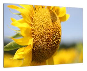 Obraz slnečnica (Obraz 60x40cm)