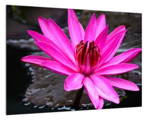 Obraz s detailom kvetu (Obraz 60x40cm)