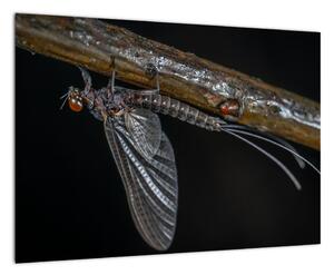 Obraz - hmyz (Obraz 60x40cm)