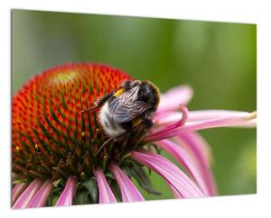 Obraz včely na kvete (Obraz 60x40cm)