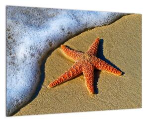 Obraz s morskou hviezdou (Obraz 60x40cm)