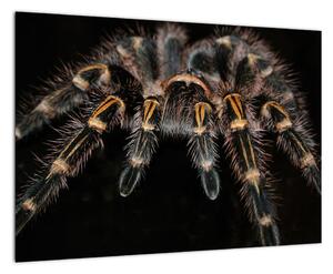 Obraz - Tarantula (Obraz 60x40cm)