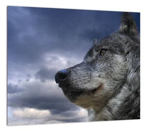Obraz vlka (Obraz 30x30cm)