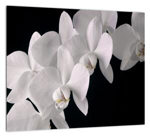 Obraz - biele orchidey (Obraz 30x30cm)